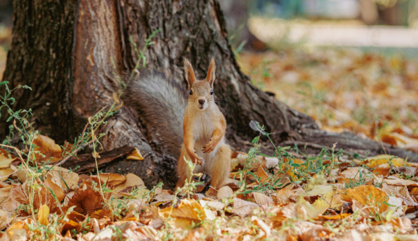 0189_10.png (443.55 Kb)