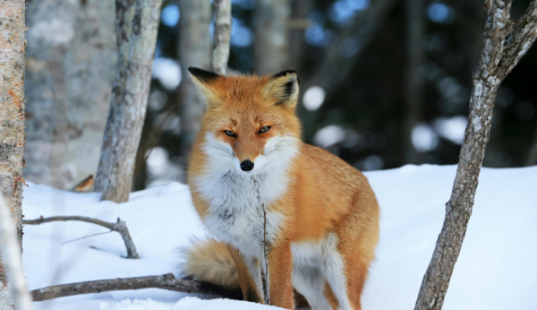 �������� ���� ������� ��� �����: ��������� ������...