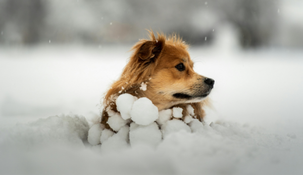 3338_14.png (209.39 Kb)