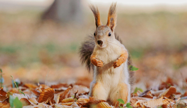 3764_5.png (326.4 Kb)